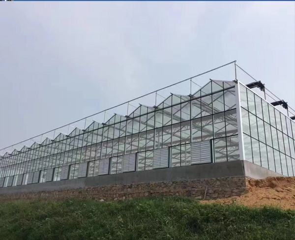山东东营温室大棚