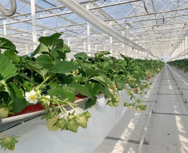 草莓种植系统