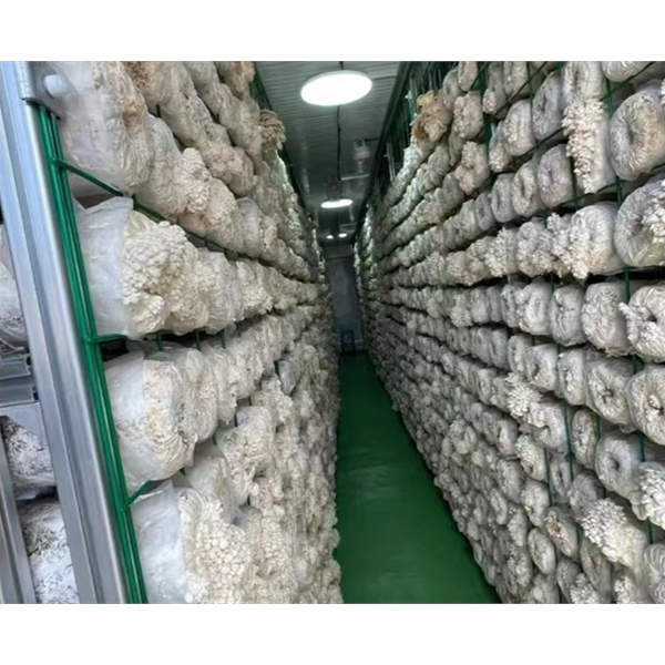 蘑菇集装箱植物工厂